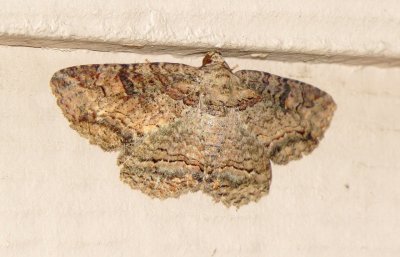 Maple Zale Moth