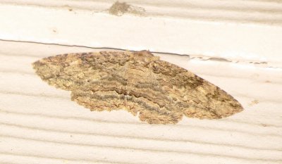 Genus Zale