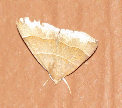 Maple Looper Moth