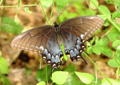 Eastern Tiger Swallowtail