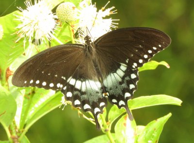 Spicebush Swallowtail