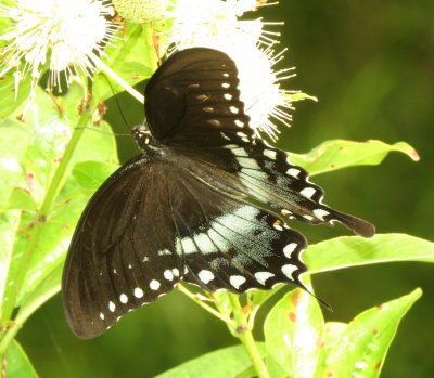 Spicebush Swallowtail