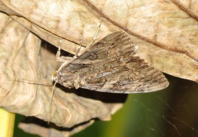 Penitent Underwing