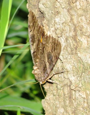 Penitent Underwing