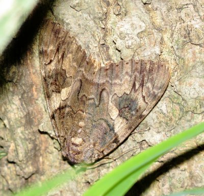 Penitent Underwing
