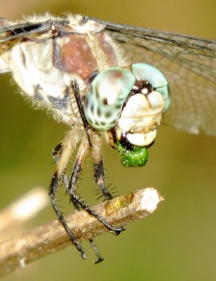 Great Blue Skimmer