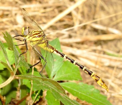 Flag-Tailed Spinyleg