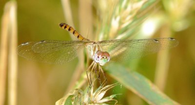 Blue-Faced Meadowhawk