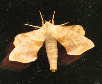 Walnut Sphinx Moth