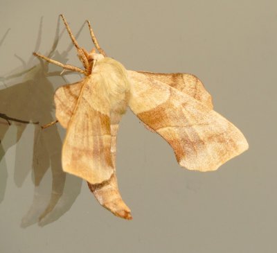 Walnut Sphinx Moth