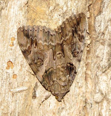 Penitent Underwing