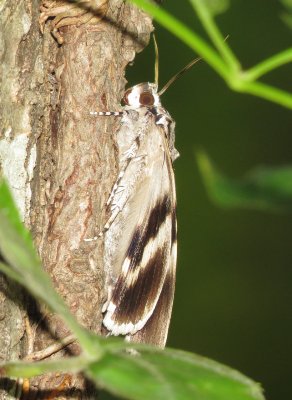 Widow Underwing