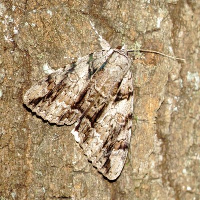 Widow Underwing