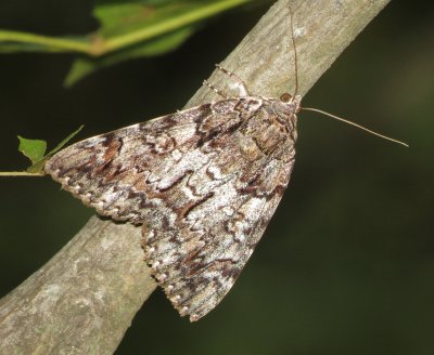 Tearful Underwing