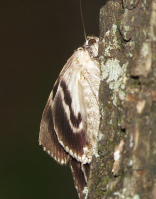 Tearful Underwing