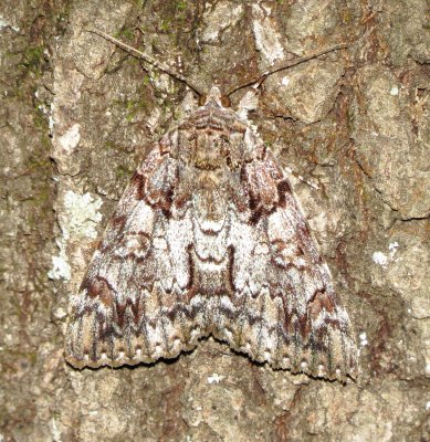 Tearful Underwing