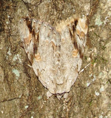 Sad Underwing