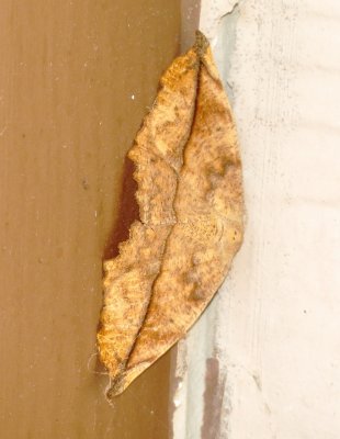 Curve-Toothed Geometer