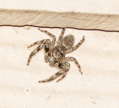 Tan Jumping Spider