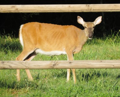 White-Tailed Deer
