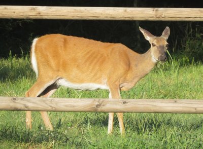White-Tailed Deer