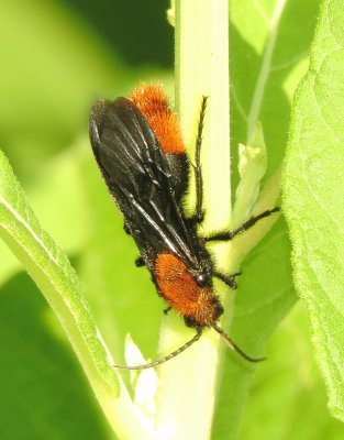 Common Eastern Velvet Ant