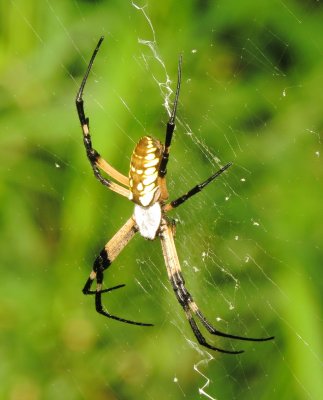 Yellow Garden Spider