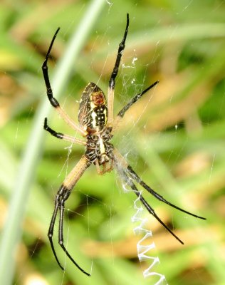 Yellow Garden Spider