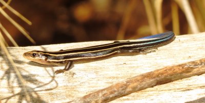 Common Five-Lined Skink