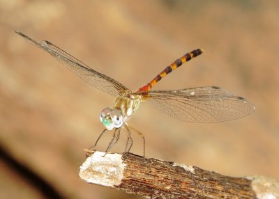 Blue-Faced Meadowhawk