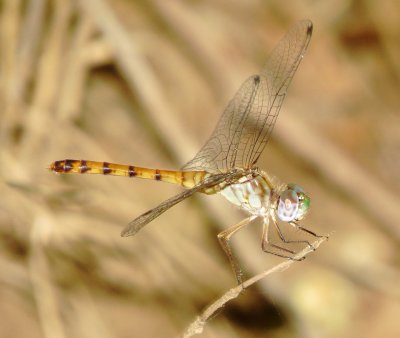 Blue-Faced Meadowhawk