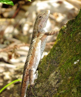 Prairie Lizard