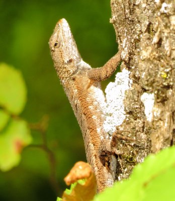 Prairie Lizard