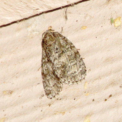 Unidentified Moth Species