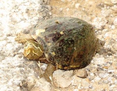 Common Musk Turtle (Stinkpot)