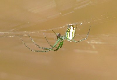 Orchard Orbweaver