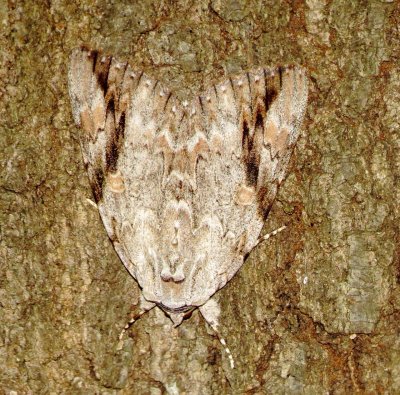 Sad Underwing
