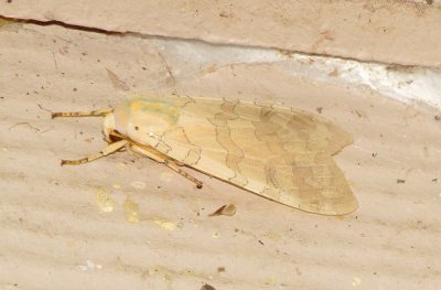 Tussock Moth Species