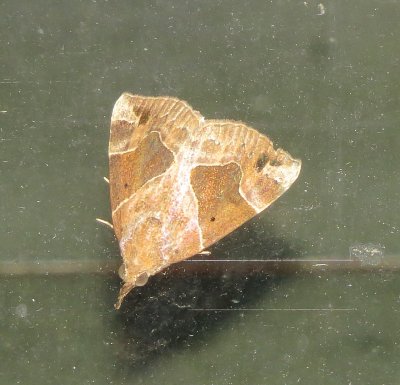 Flowing-Line Snout