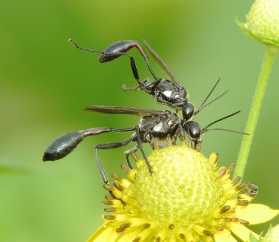 Eremnophila aureonotata