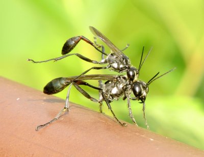 Eremnophila aureonotata