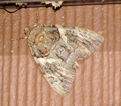 Penitent Underwing