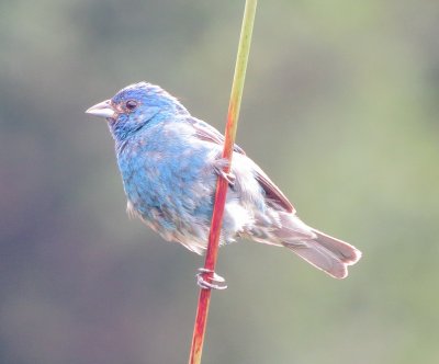 Indigo Bunting