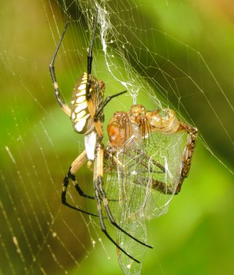 Yellow Garden Spider