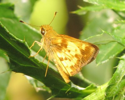 Zabulon Skipper