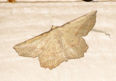 Moth Species