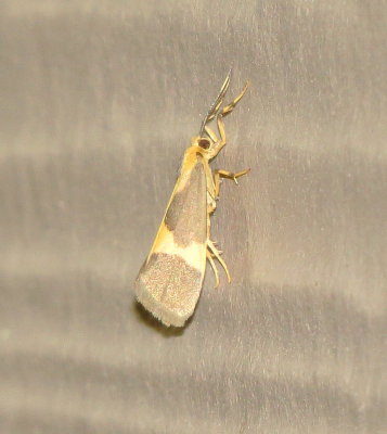 One-Banded Lichen Moth