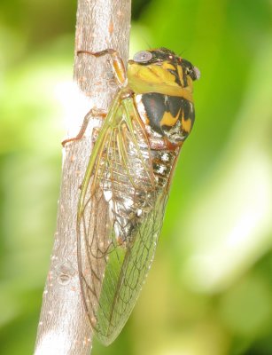 Plains Cicada