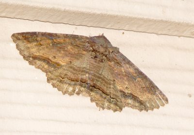 Lunate Zale Moth