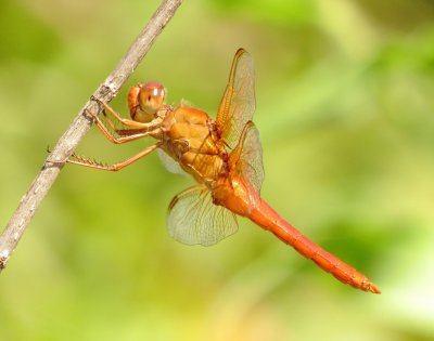 Neon Skimmer